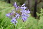 Agapanthus praecox