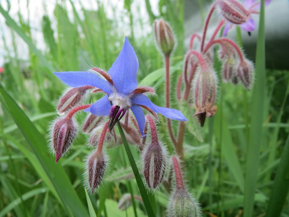 Borago officinalis