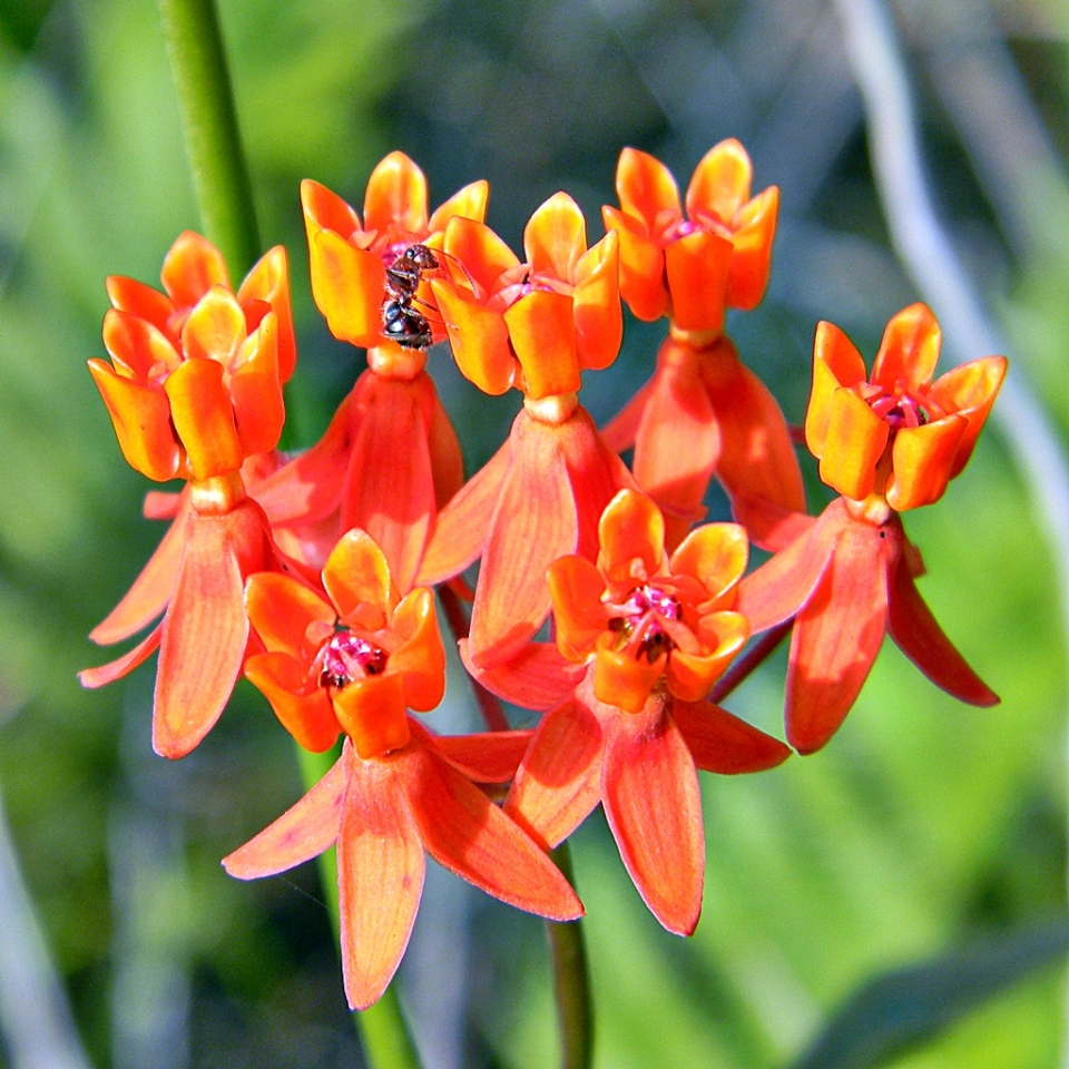 Asclepias lanceolata