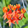 Asclepias lanceolata