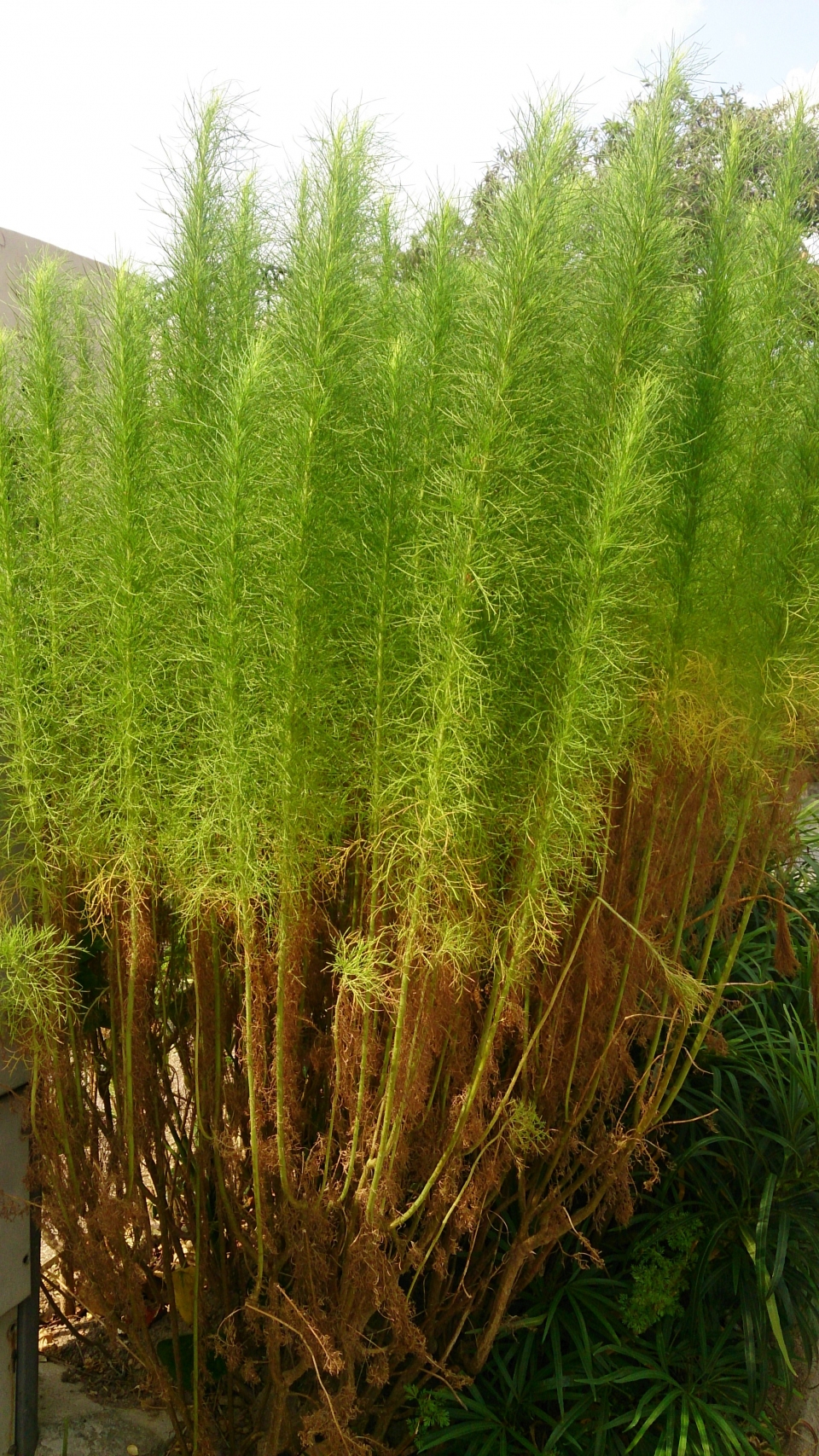Artemisia scoparia