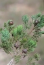 Callitris columellaris