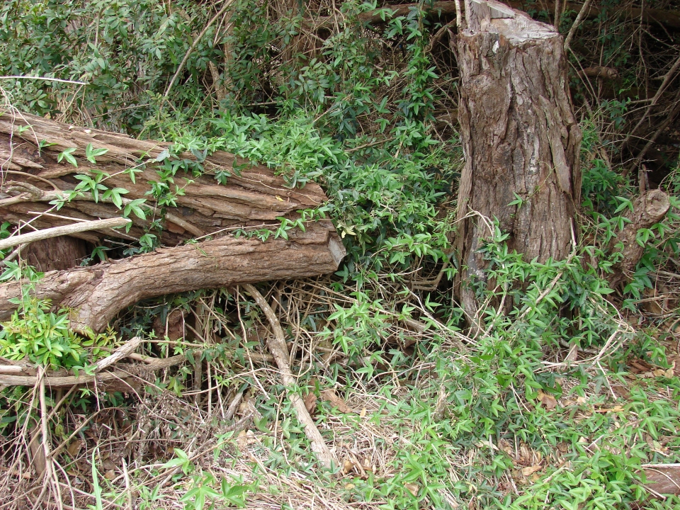 Passiflora suberosa