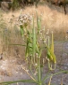 Asclepias fascicularis