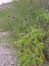 Otholobium glandulosum