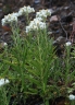 Anaphalis margaritacea