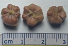 Arctostaphylos patula