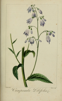 Adenophora liliifolia