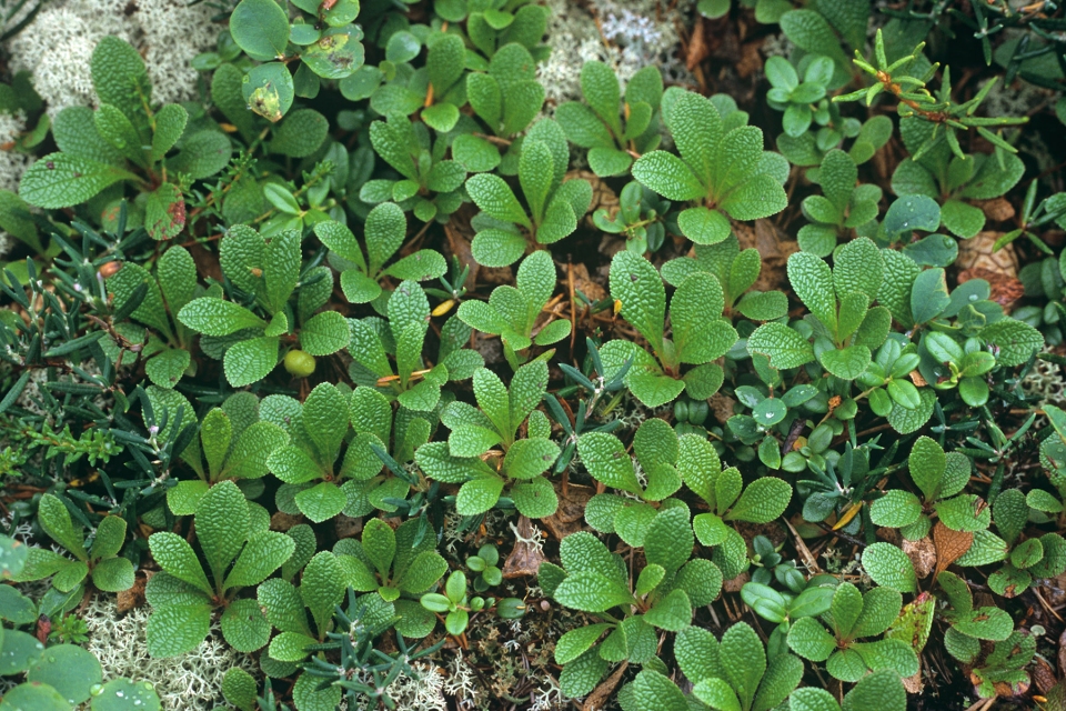 Arctous alpina