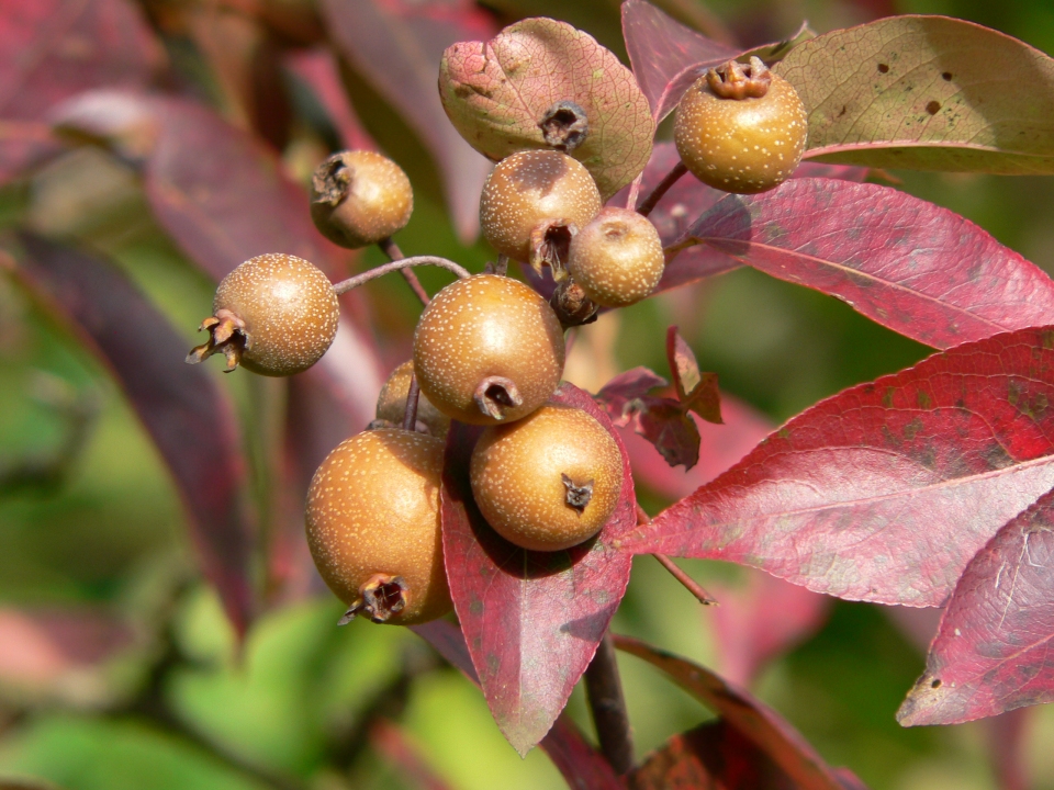 Pyrus pashia