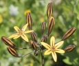 Triteleia ixioides