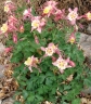 Aquilegia caerulea