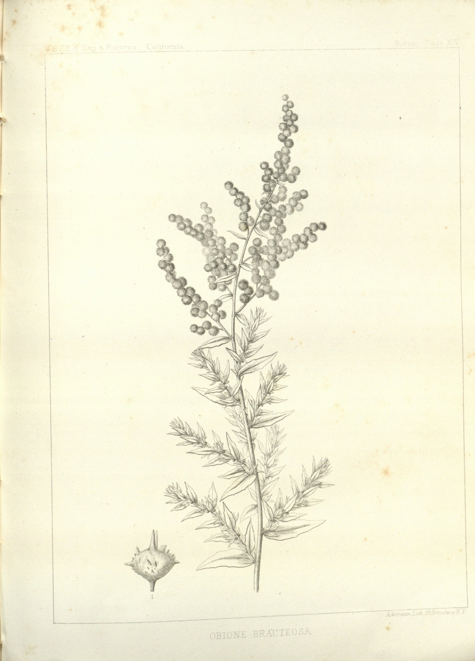 Atriplex serenana