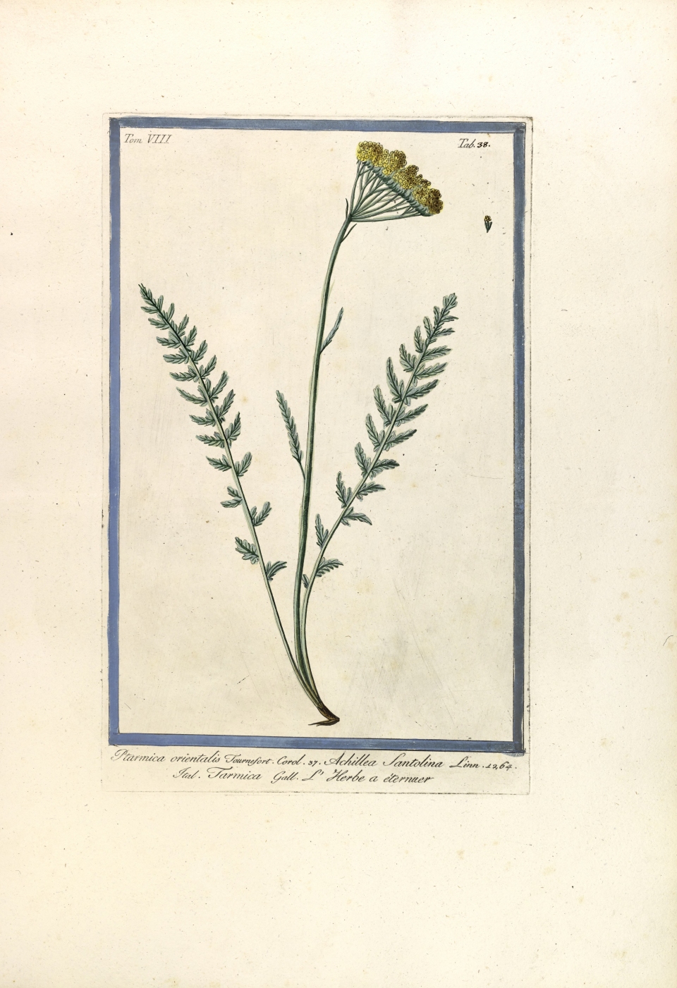 Achillea santolina