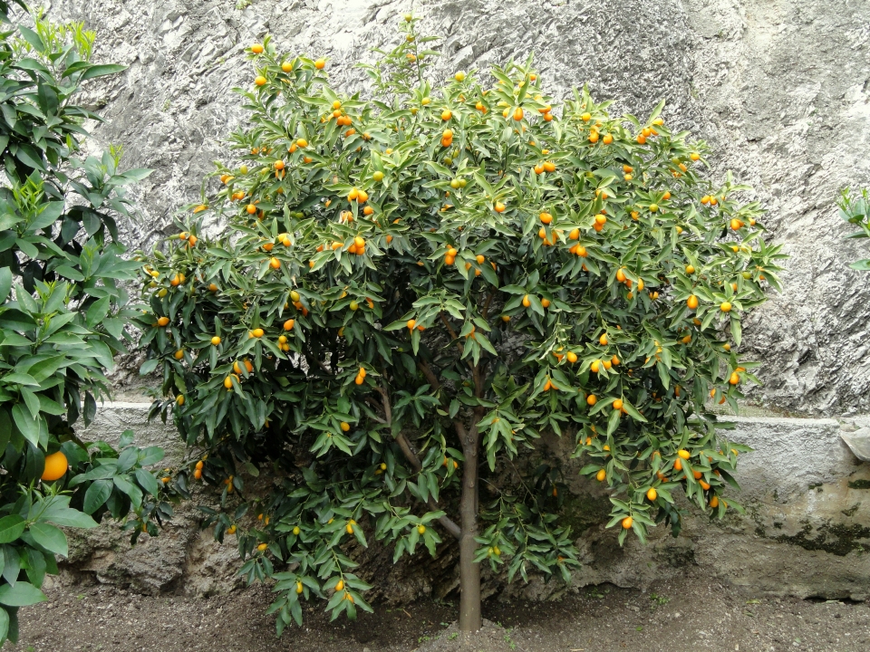 Fortunella japonica
