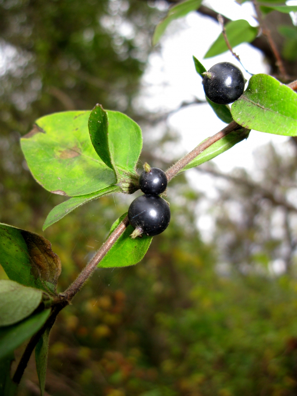 Lonicera japonica