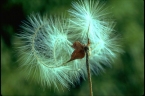 Clematis microphylla