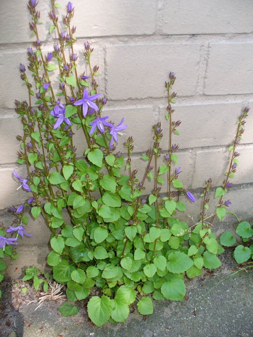 Campanula poscharskyana