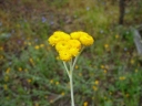 Chrysocephalum apiculatum