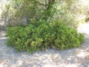 Arctostaphylos stanfordiana