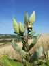 Asclepias syriaca