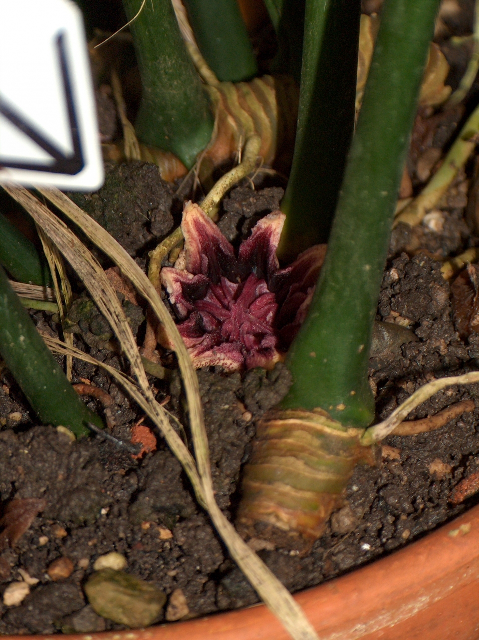 Aspidistra elatior