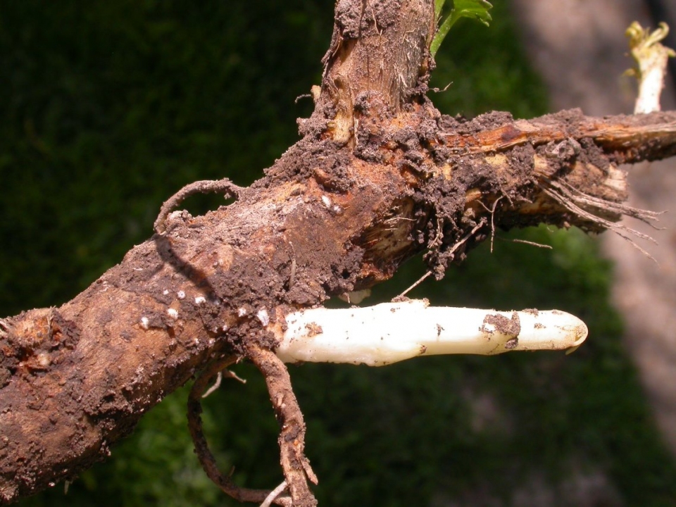 Sambucus canadensis