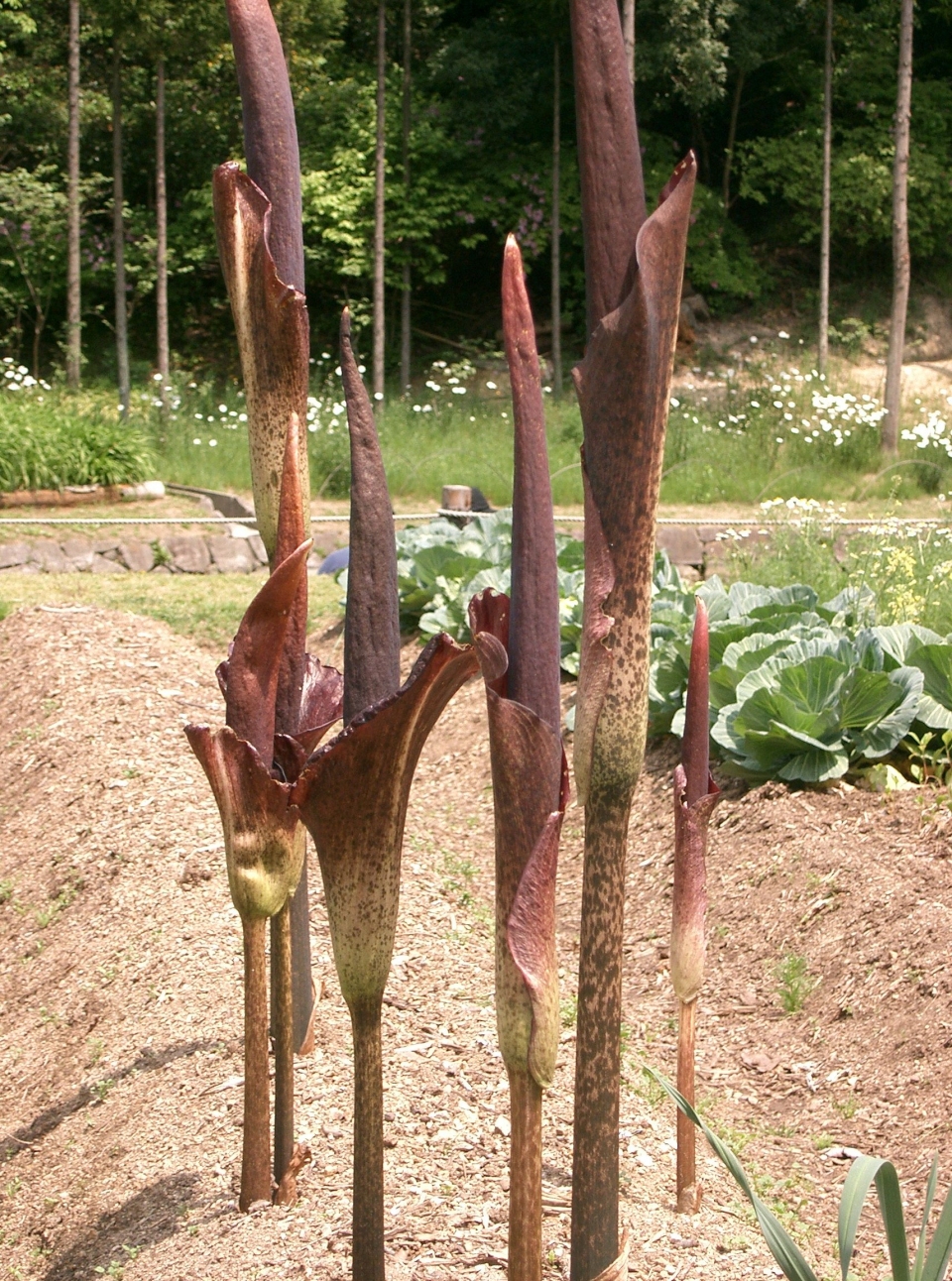 Amorphophallus konjac