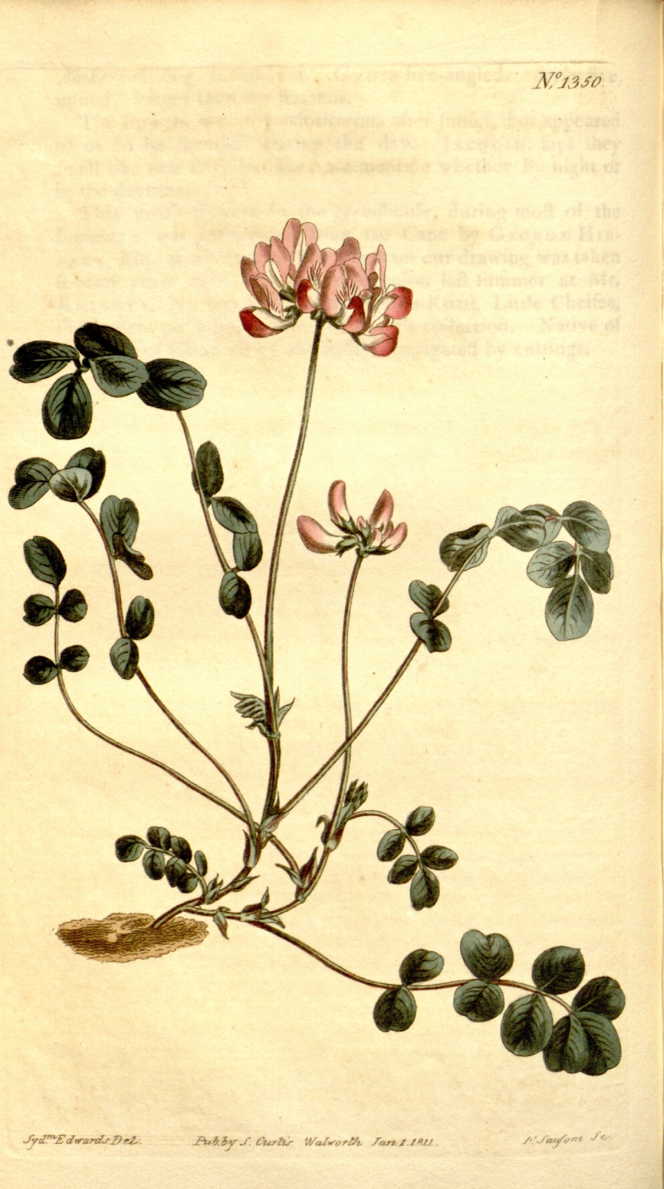 Astragalus sinicus