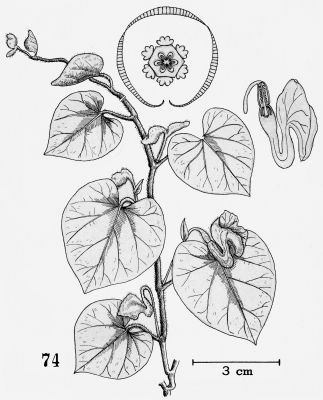 Aristolochia mollissima