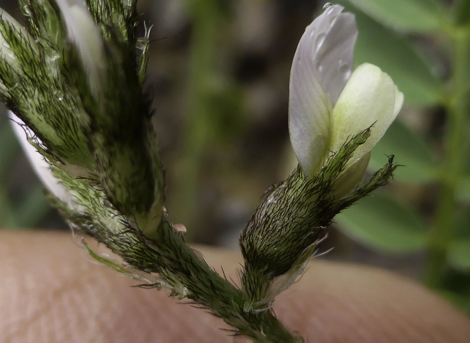 Astragalus edulis