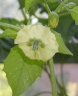 Physalis ixocarpa