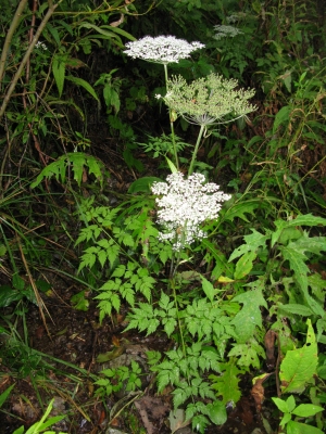 Angelica polymorpha