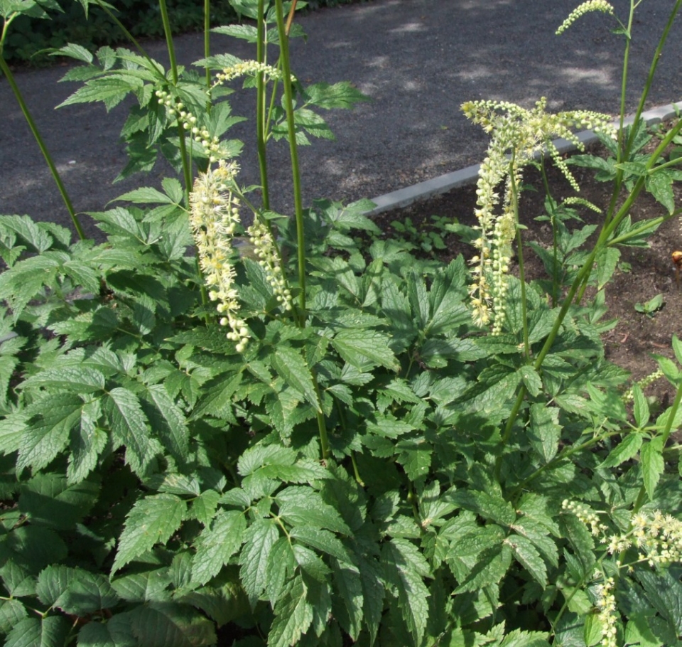 Actaea europaea