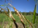 Sorghum halepense