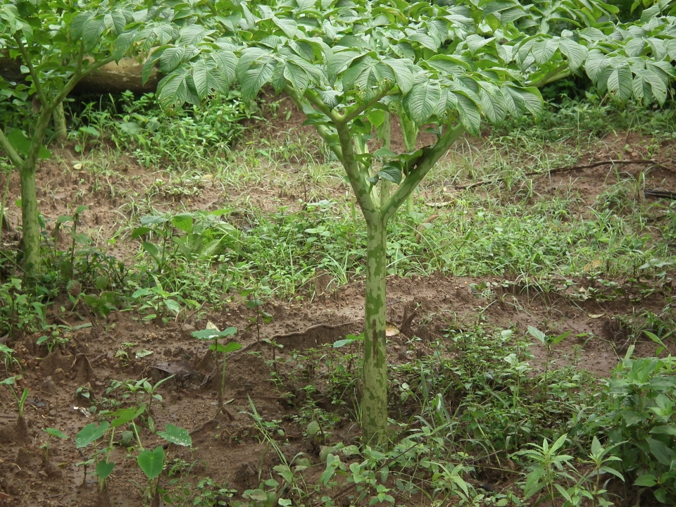 Amorphophallus paeoniifolius