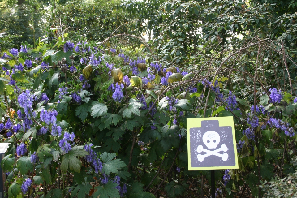 Aconitum hemsleyanum