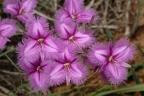 Thysanotus tuberosus