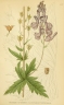 Aconitum septentrionale