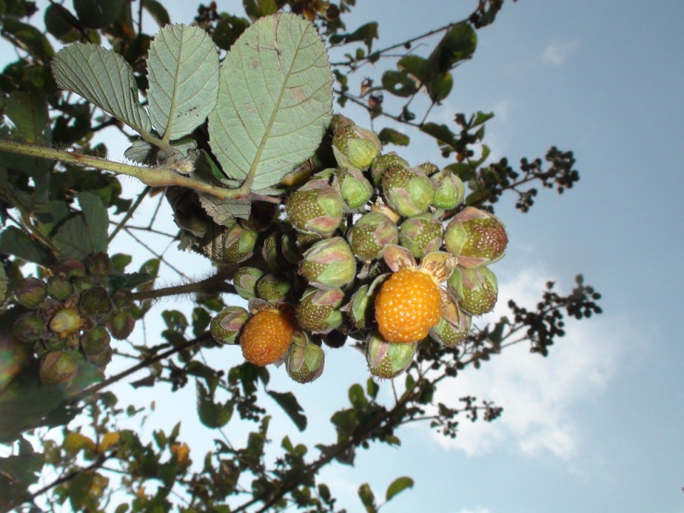 Rubus ellipticus