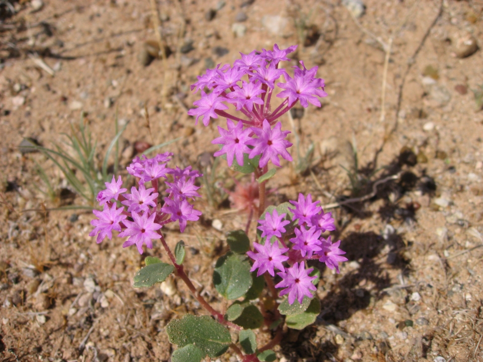 Abronia villosa