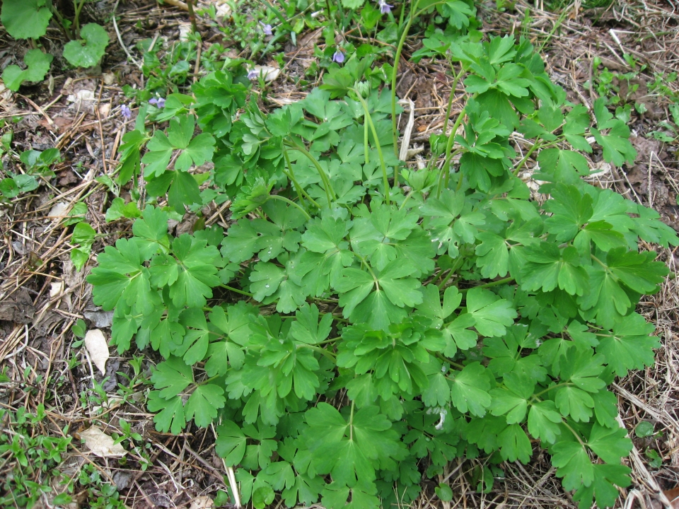 Aquilegia buergeriana