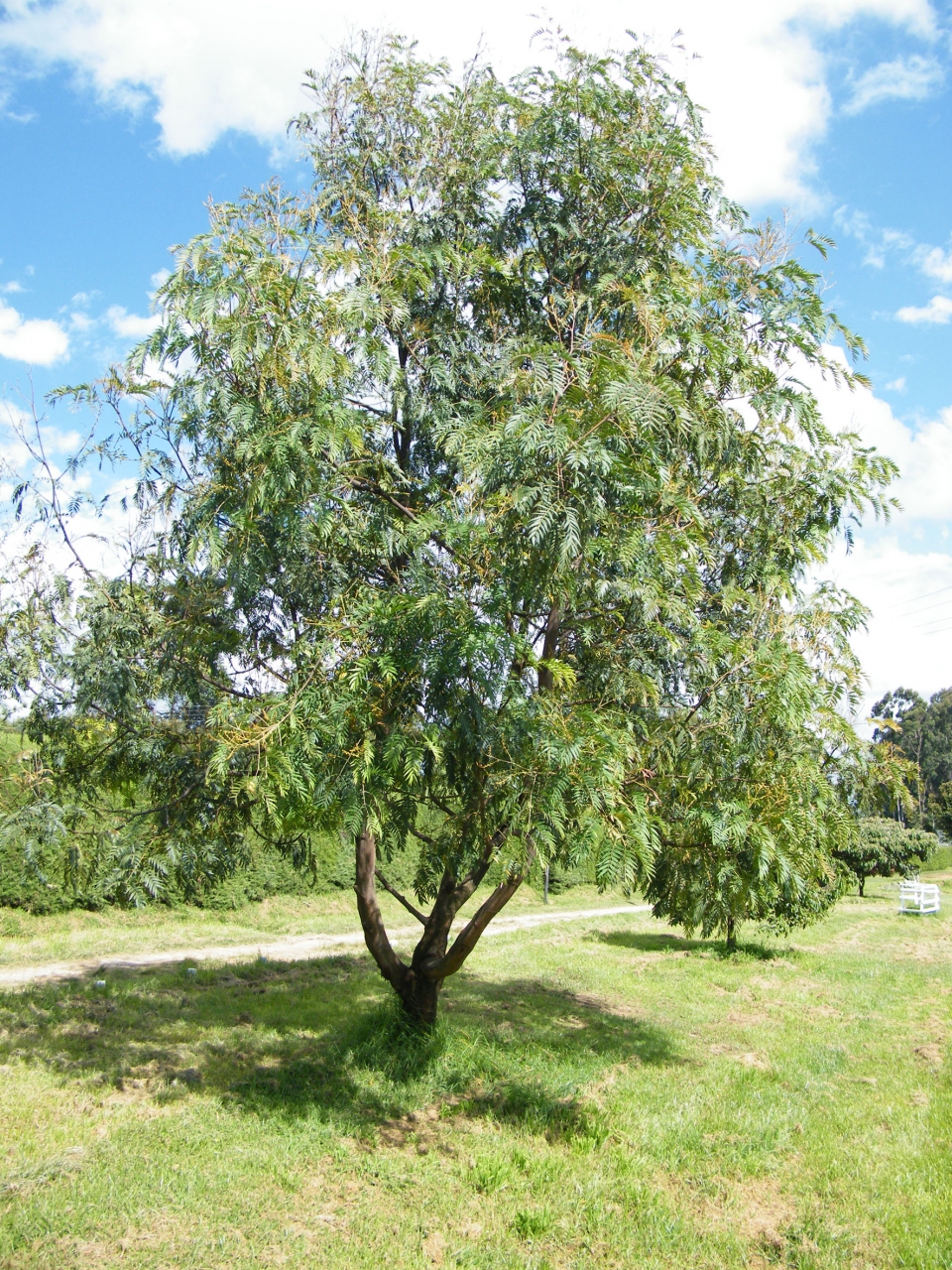 Acacia elata