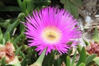 Carpobrotus acinaciformis