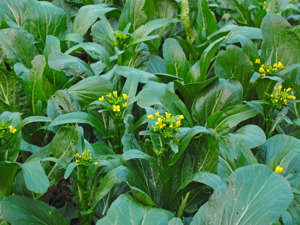 Brassica rapa parachinensis