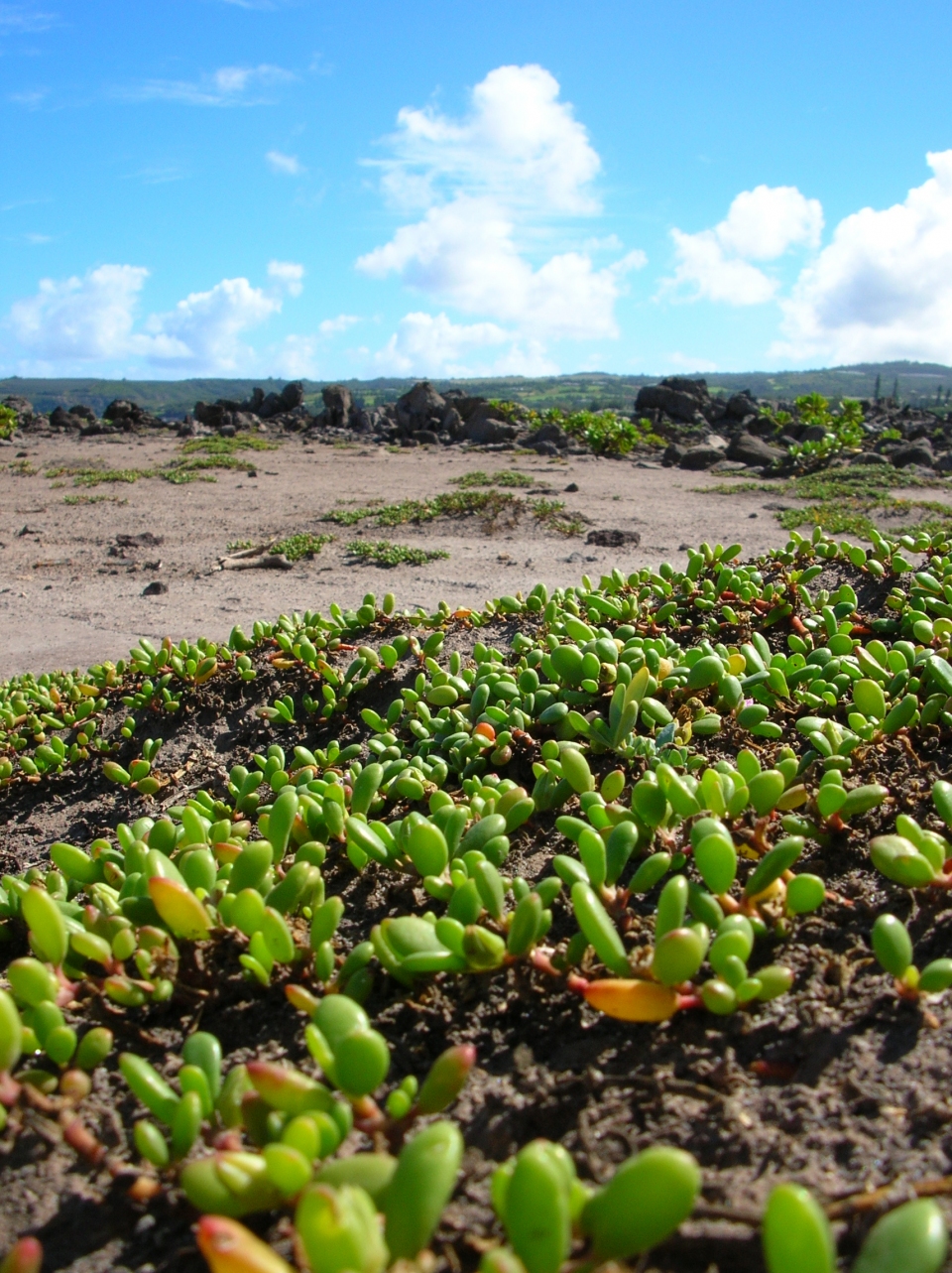 Sesuvium portulacastrum