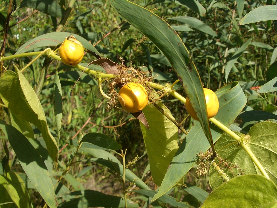 Passiflora foetida