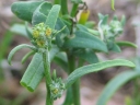 Atriplex littoralis