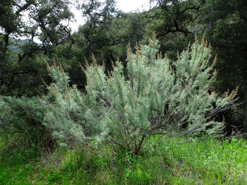 Artemisia californica