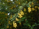 Berberis lycium